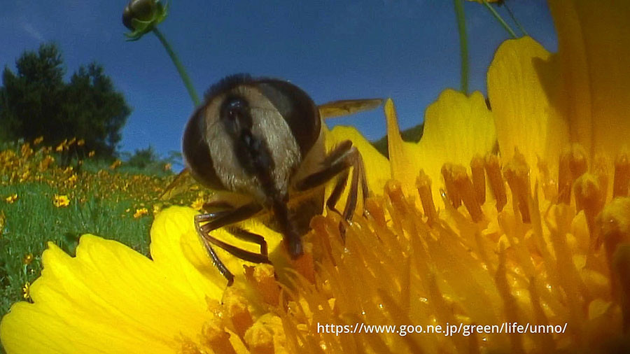 虫の目レンズの世界　オオキンケイギクに集まる昆虫