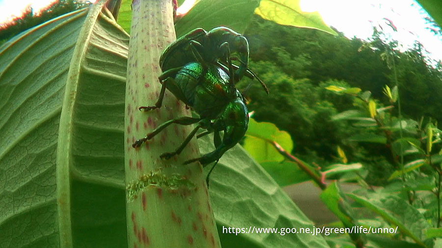 虫の目レンズの世界　ドロハマキチョッキリ