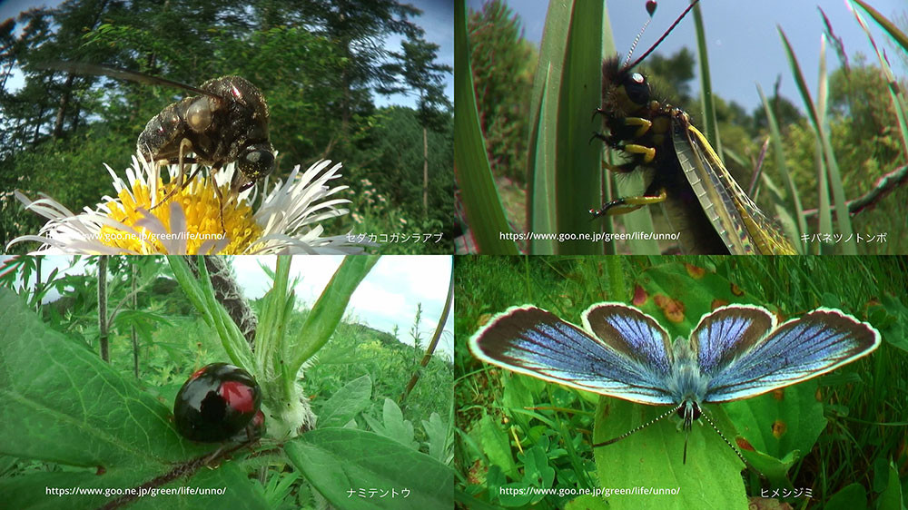 虫の目レンズの世界