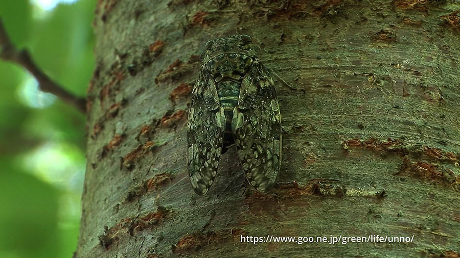 鳴きながらおしっこするニイニイゼミ