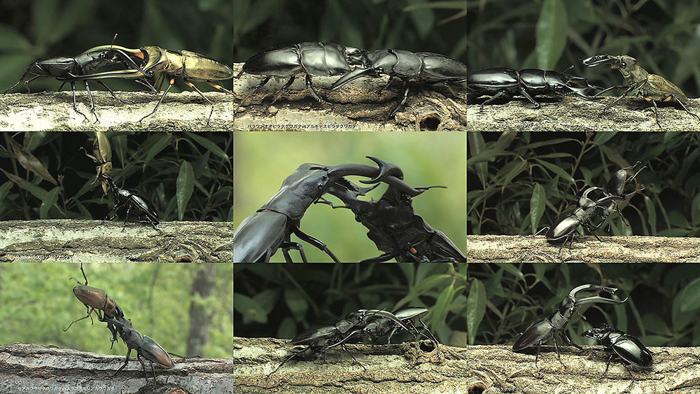 クワガタ王座決定戦