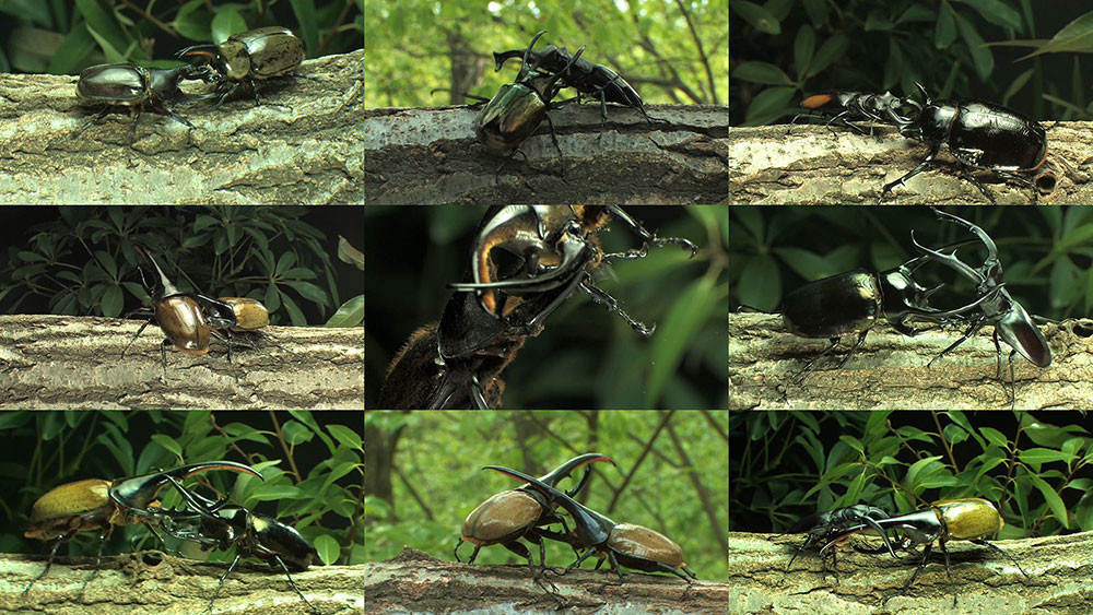 カブトムシ王座決定戦