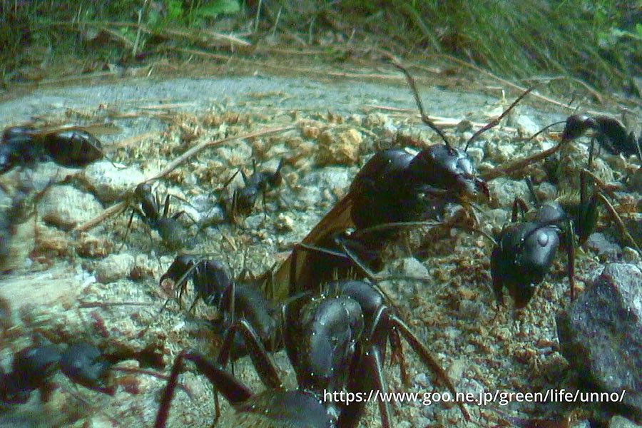 クロオオアリ女王とオスアリが巣から出る