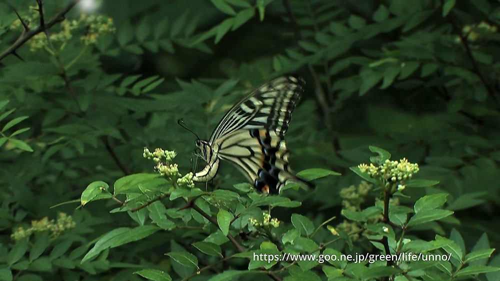 ナミアゲハの産卵