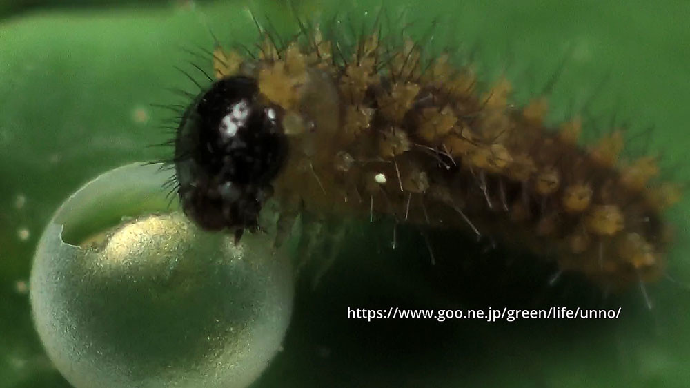 ナミアゲハの孵化