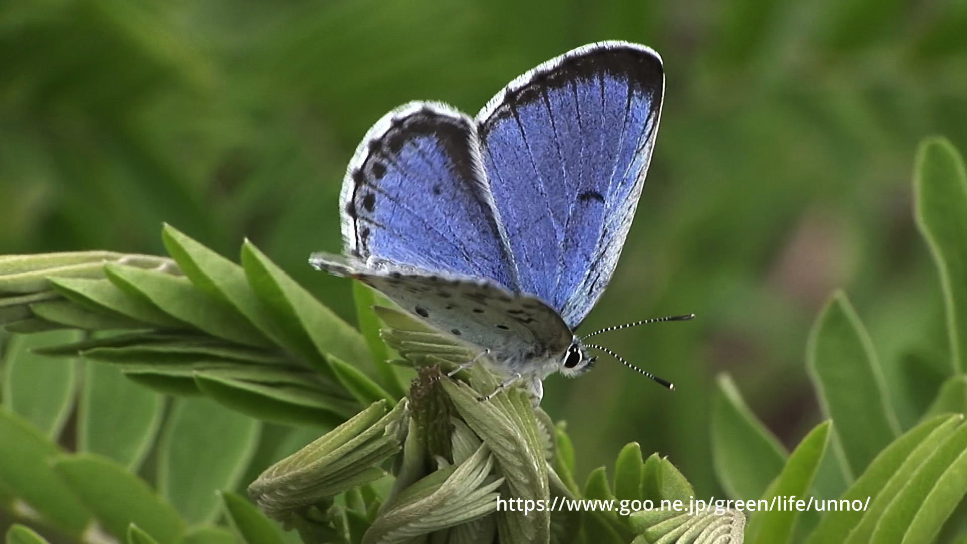 オオルリシジミ