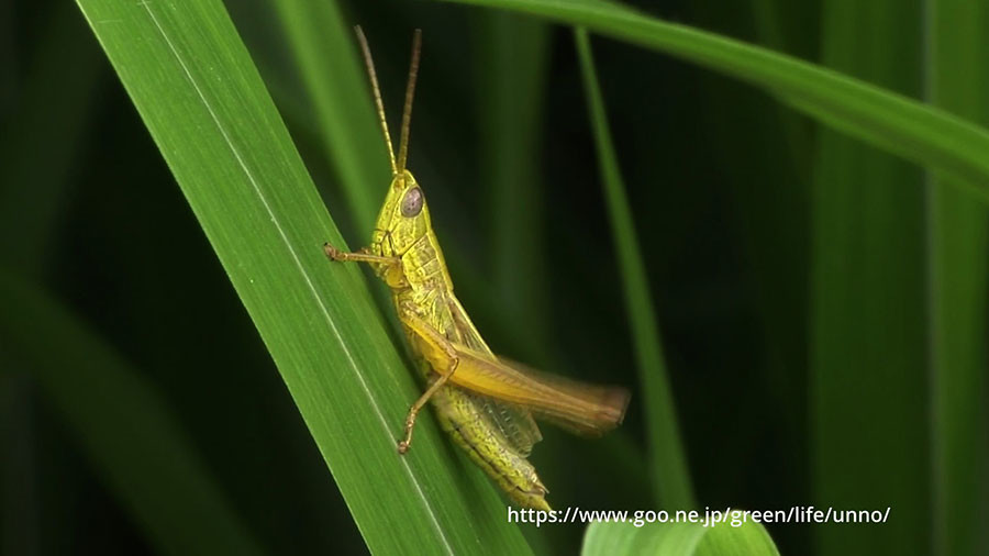 ナキイナゴ　鳴く　