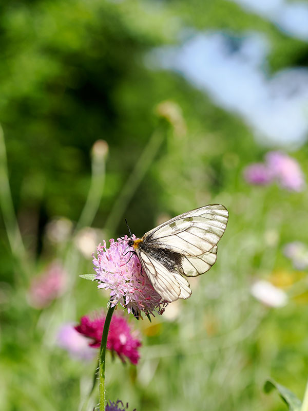 クラウティアの花にウスバシロチョウ