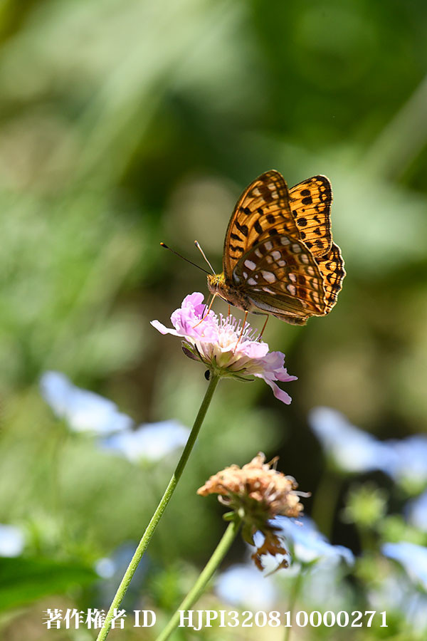 スカピオーサの花にウラギンヒョウモン