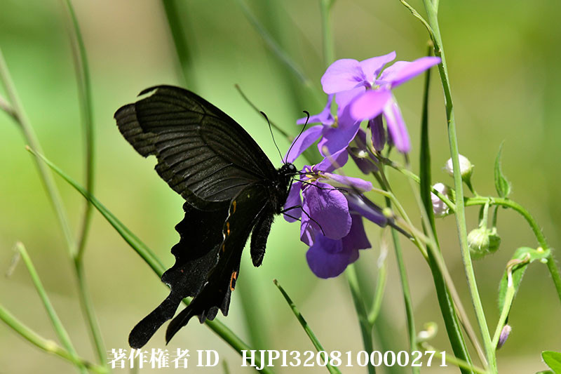 ムラサキハナナにオナガアゲハ