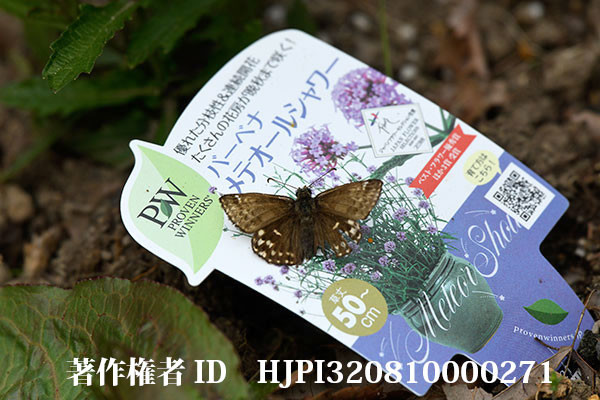 花のラベルにミヤマセセリ