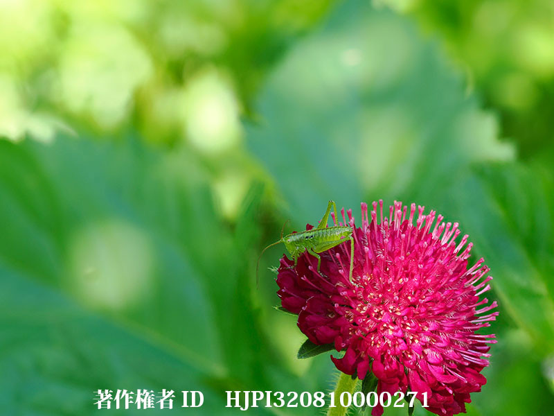 クラウティアの花にヤブキリの幼虫