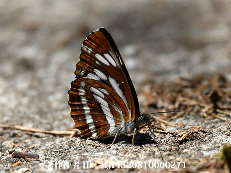 庭にミスジチョウが現れた
