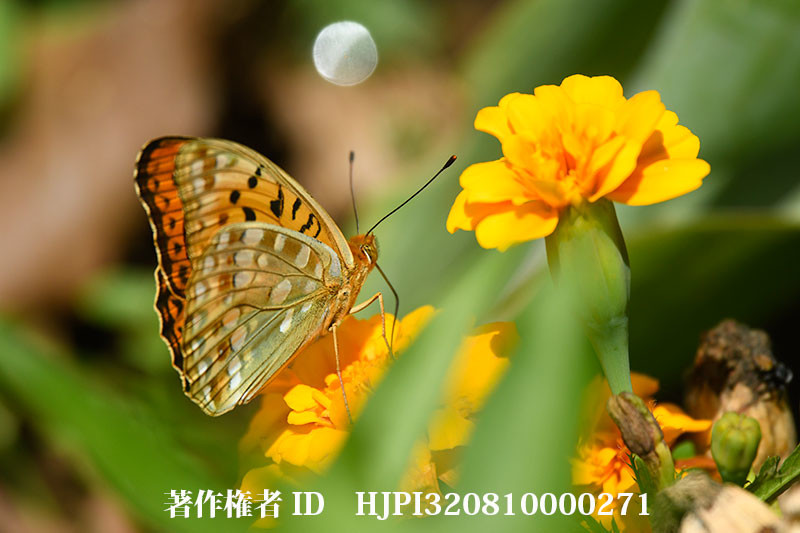 庭のウラギンヒョウモン