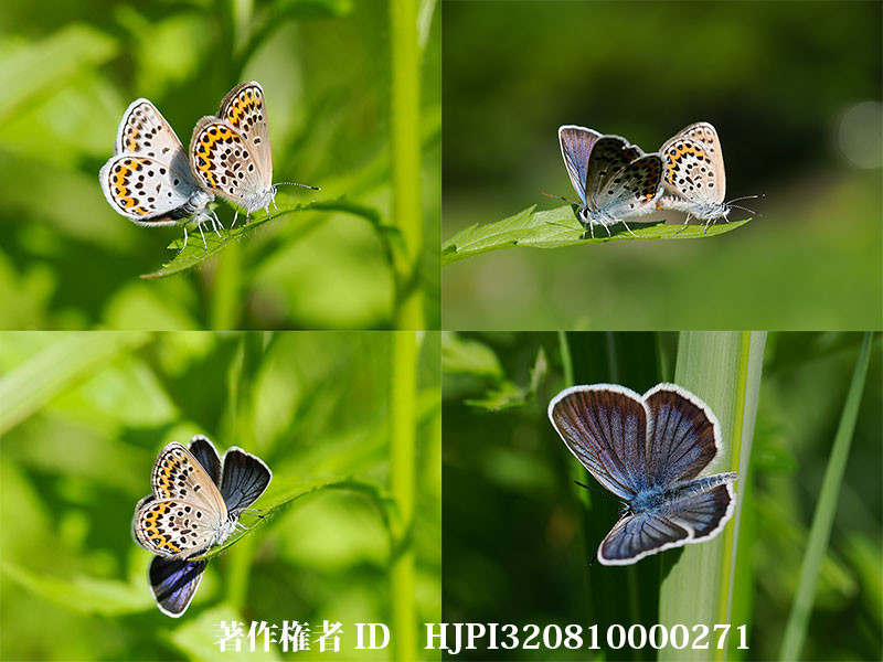 ヒメシジミの交尾