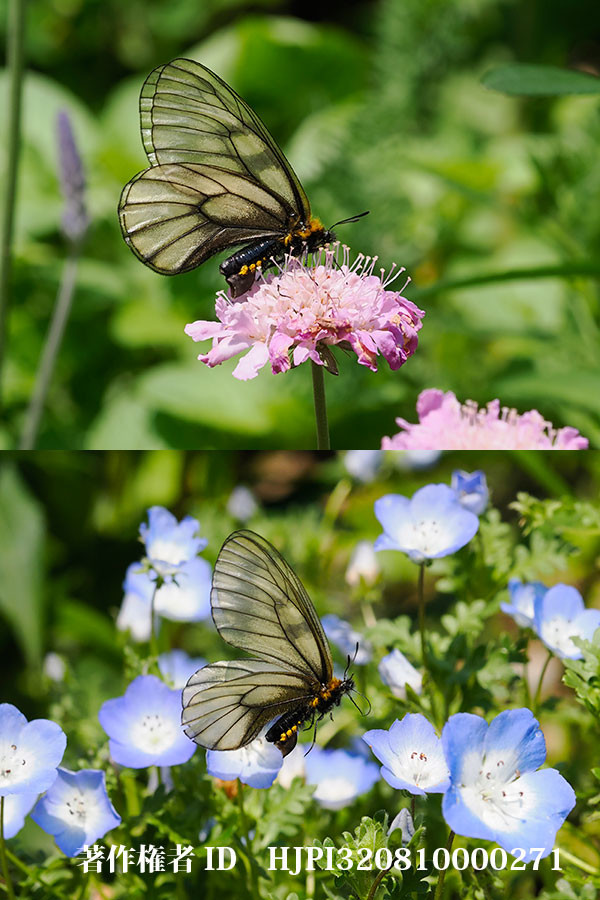 ネモフィラとスカピオーサの花にウスバシロチョウ