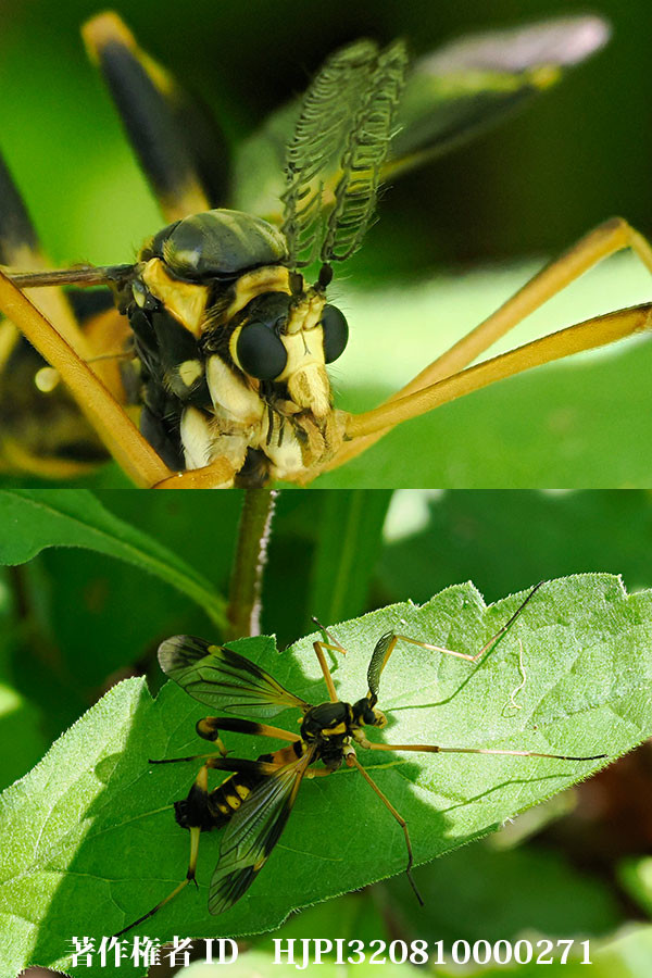 スネブトクシヒゲガガンボ