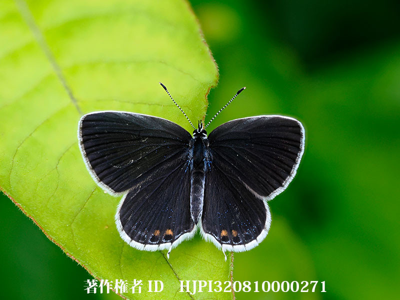 ツバメシジミのメス