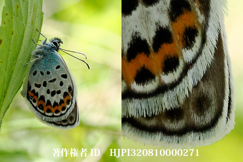 羽化したばかりのヒメシジミ