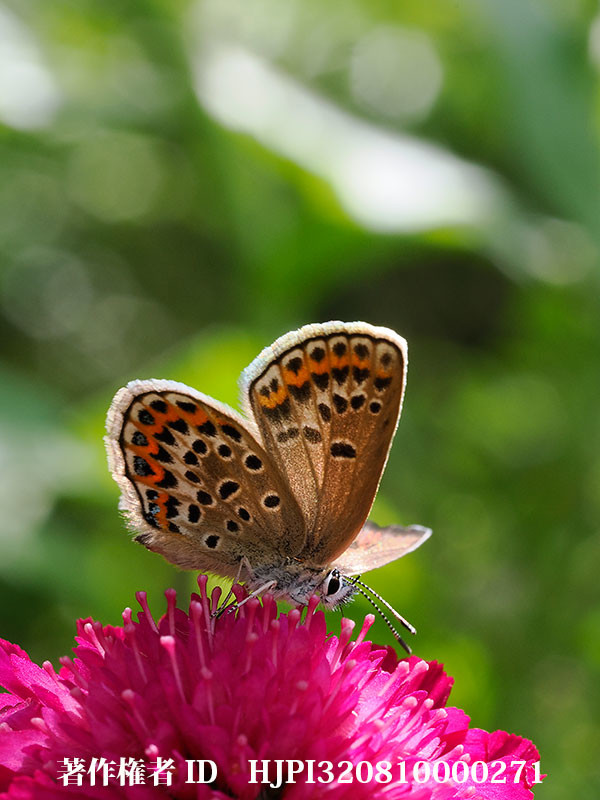 ヒメシジミのメス