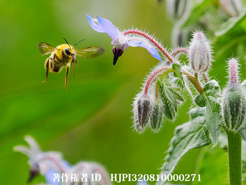 花壇のコマルハナバチのオス