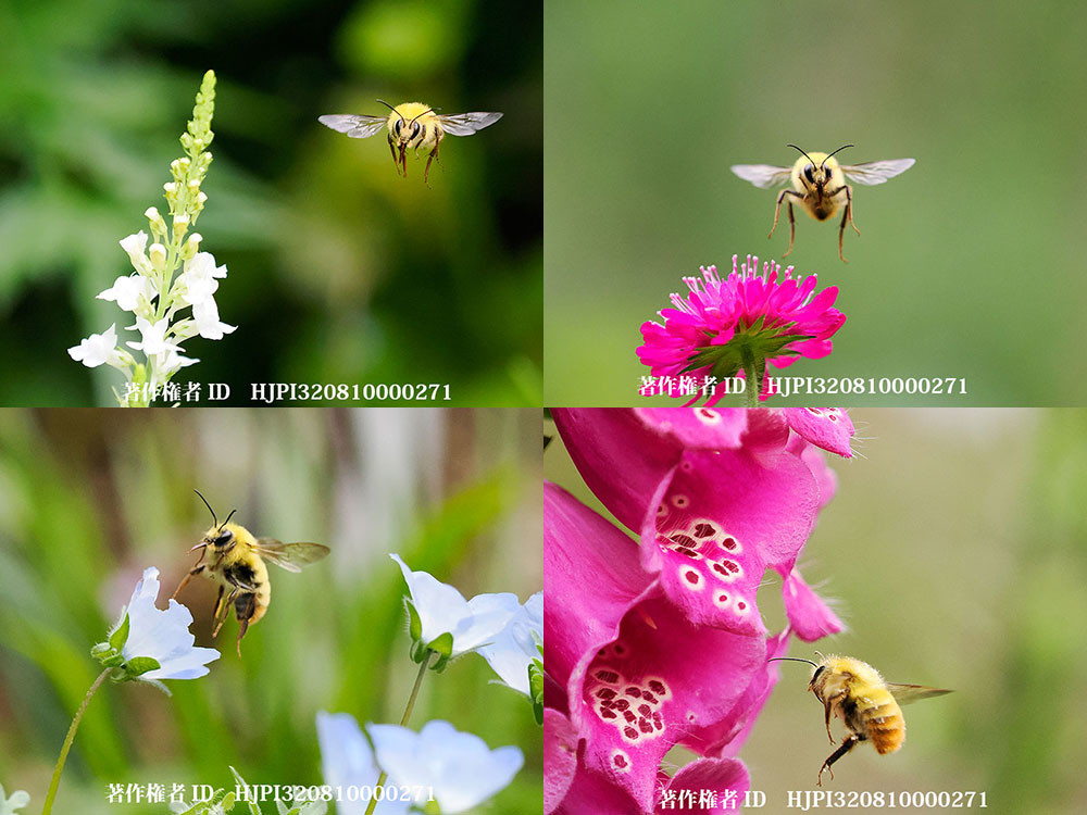 マルハナバチが来た花壇の花