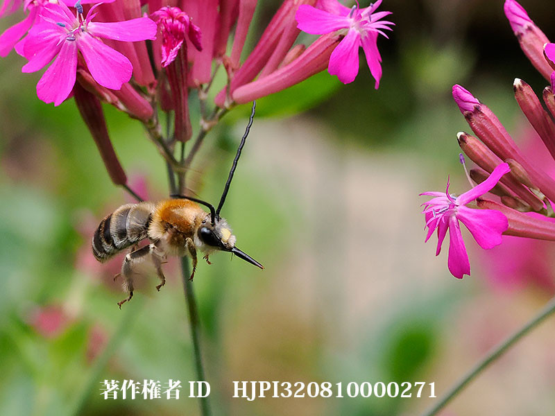 ヒゲナガハナバチ