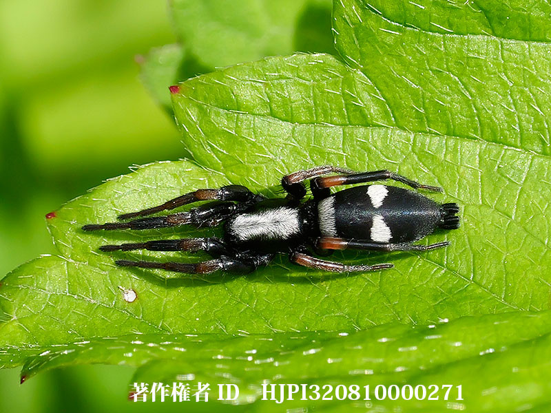 ヨツボシワシグモ