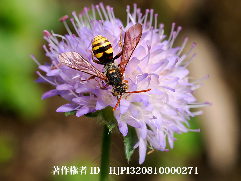 キマダラハナバチ