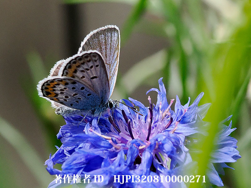 ヤグルマギクにヒメシジミ