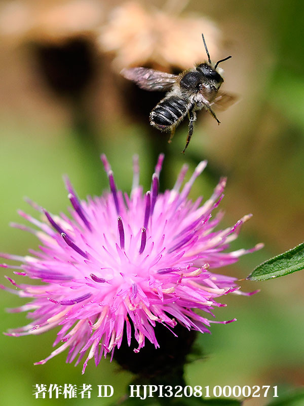 ハキリバチがセントレアニゲラに来た。