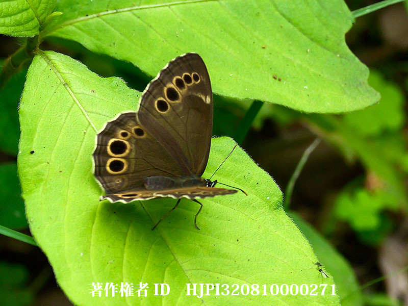 庭のウラジャノメ