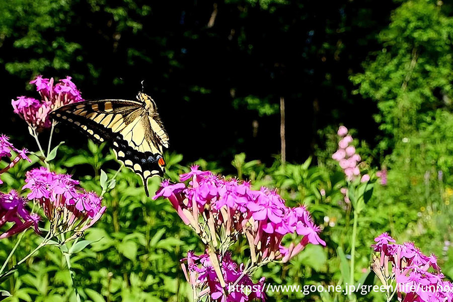 ムシトリナデシコにキアゲハ