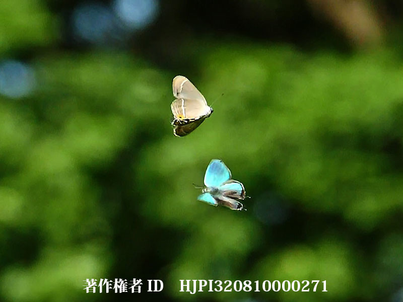 ジョウザンミドリシジミのテリトリー争い