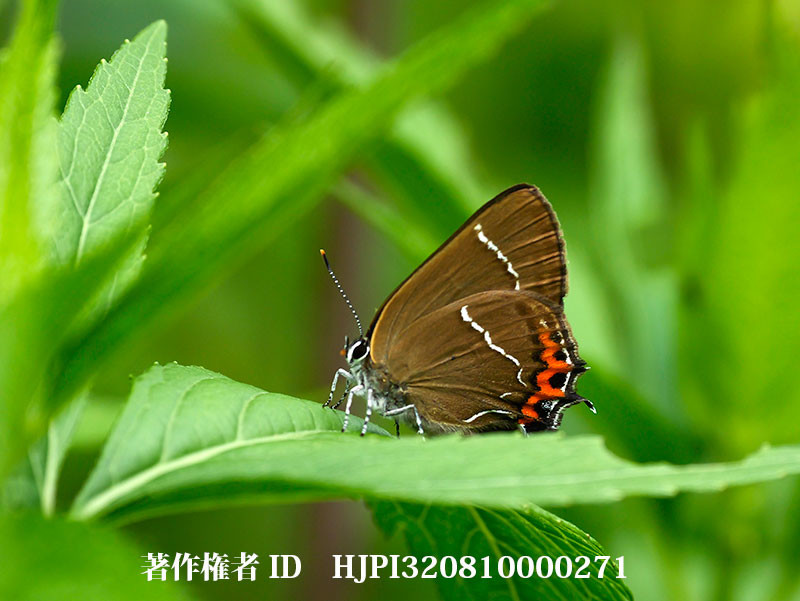 庭に現れたカラスシジミ