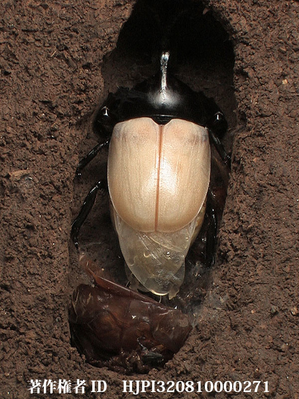 カブトムシの羽化