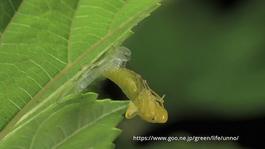 バナナムシ（ツマグロオオヨコバイ）の羽化