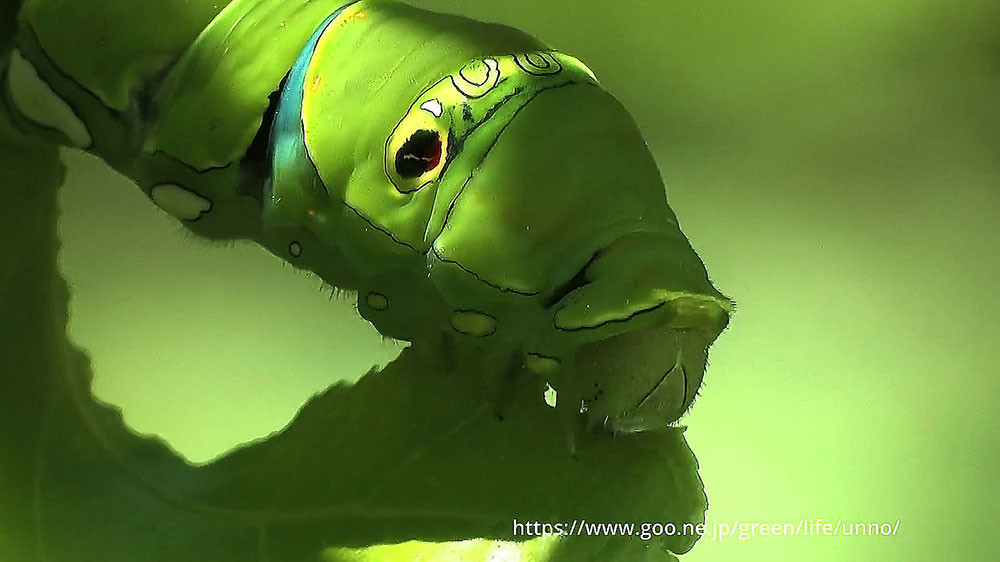 ナミアゲハの幼虫の食事