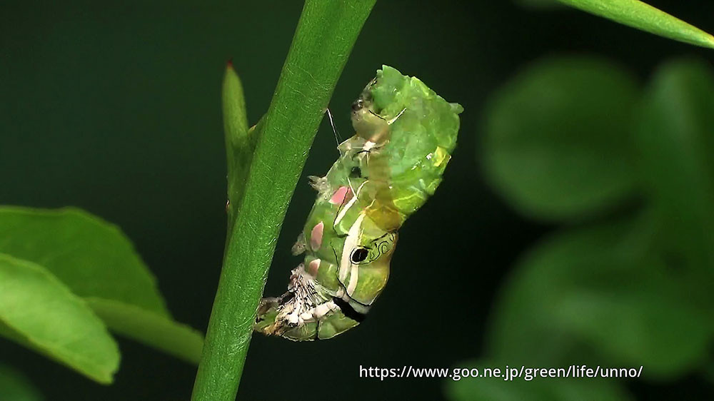 ナミアゲハの蛹化