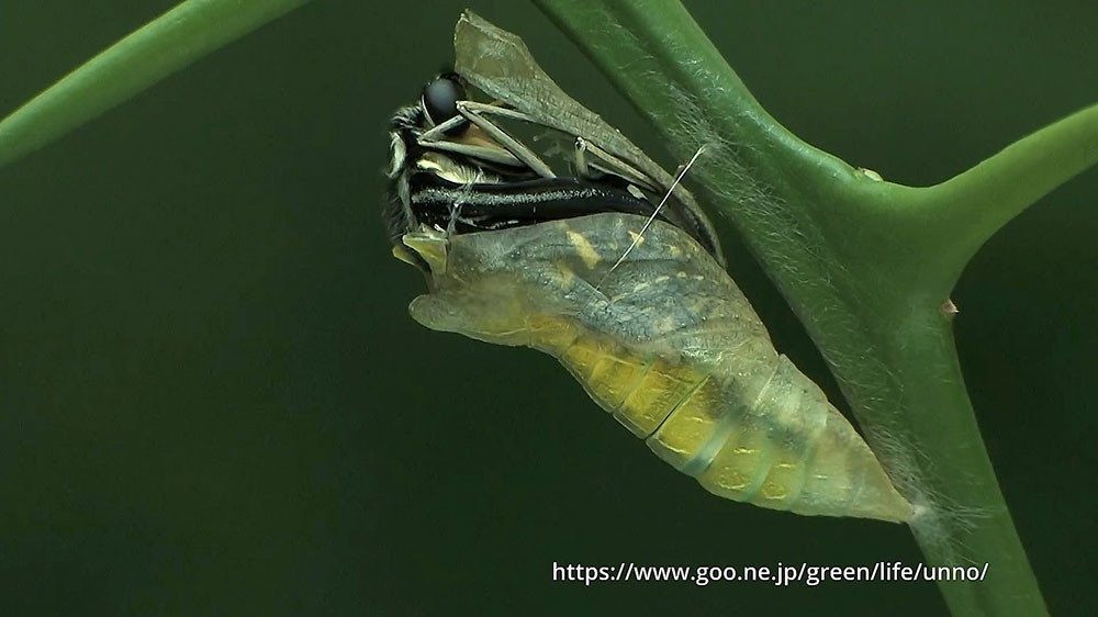 ナミアゲハの羽化