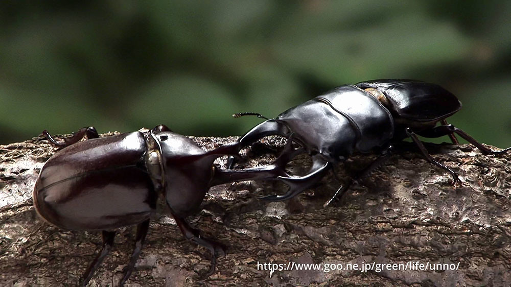 カブトムシvsオオクワガタ