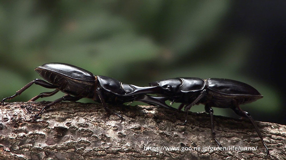 オオクワガタvsオオクワガタ