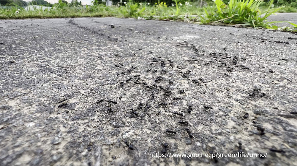 クサアリの行列