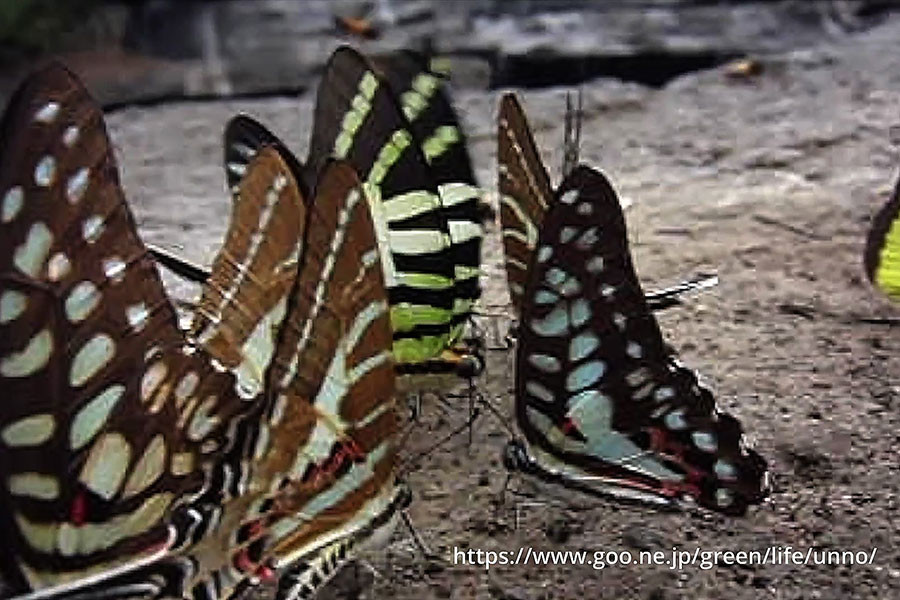ラオスのチョウ