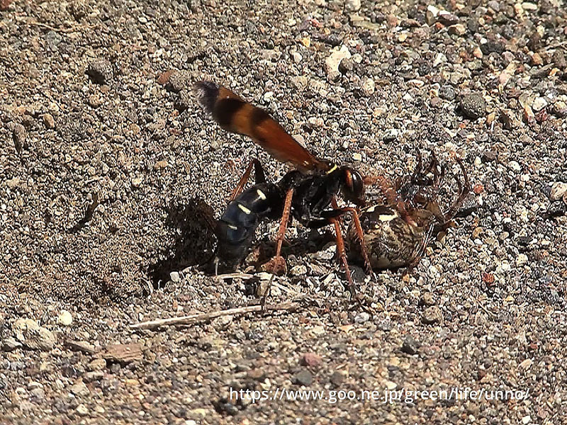 キスジベッコウ