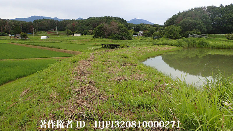 ヒメシロチョウが消えた