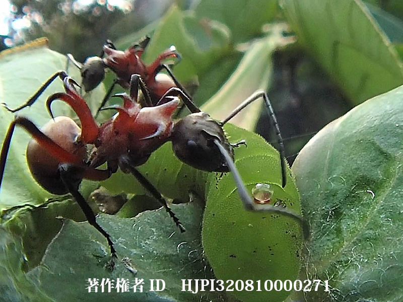 シジミチョウの幼虫から蜜をもらうトゲアリ