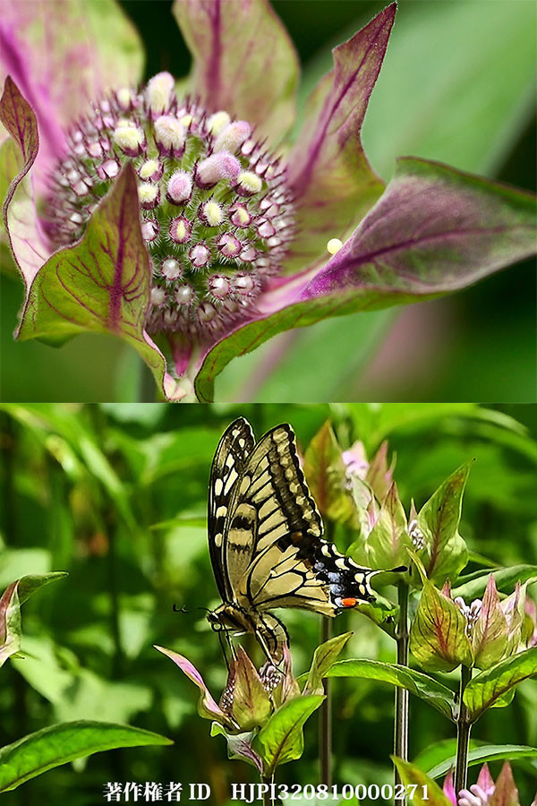 キアゲハの間違え産卵