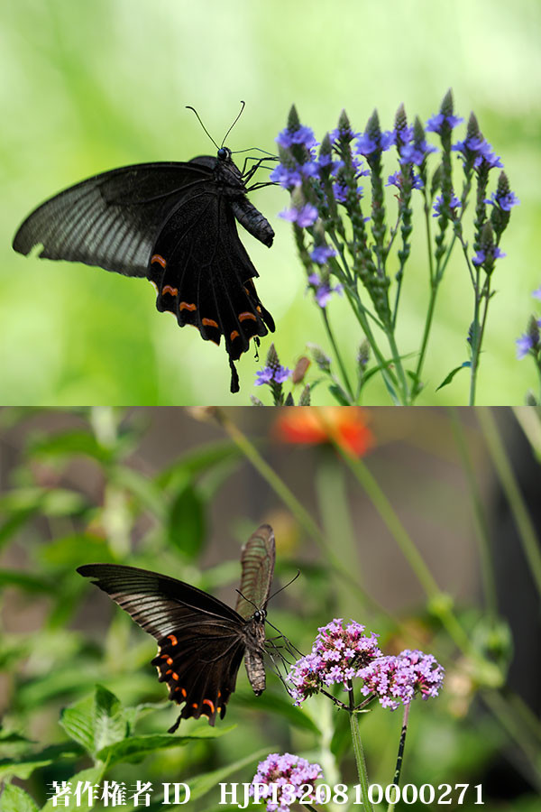 庭のバーベナにカラスアゲハ