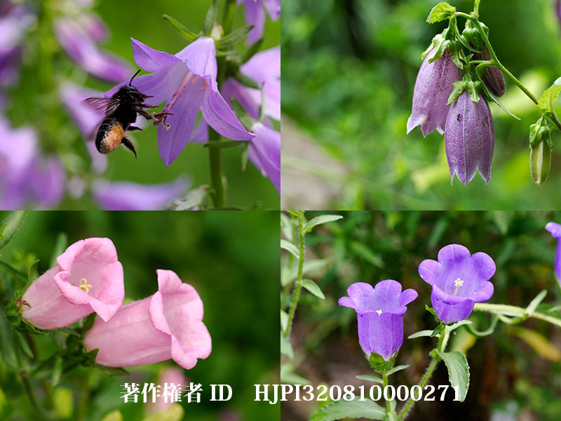 庭のカンパニュラ